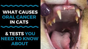 what causes cancer in cats and