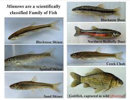 When Is A Minnow Not Really A Minnow Msu Extension