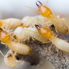 Termite Control How To Get Rid Of