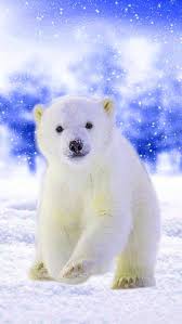 cool polar bear hd phone wallpaper