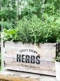 how-do-you-plant-herbs-in-an-outdoor-planter
