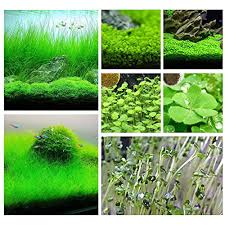 carpet plant aquatic water gr seeds