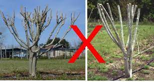 What Is The Correct Method to Prune Crepe Myrtles In Arkansas?