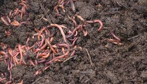 make worm compost from kitchen ss