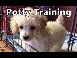 how to potty train a poodle puppy