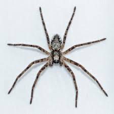Search Types Of Spiders Spider Id