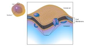 plasma membrane cell membrane