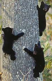 Image result for domestic cat and black bears