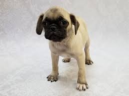 You can also harness the power of google maps to find nearby pug breeders. Pug Puppies Petland Bradenton