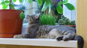 Safe Houseplants For Cats