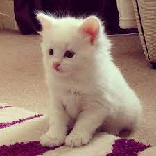 Has short thick white fur, pointed ears and a long tail. Cute White Fluffy Kitten Novocom Top