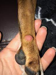my dog has pinkish red p on back leg