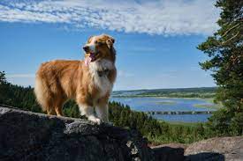 2,400+ Dog Far Away Stock Photos, Pictures & Royalty-Free Images - iStock | Walking dog far away
