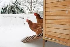 should-i-heat-my-chicken-coop-in-winter