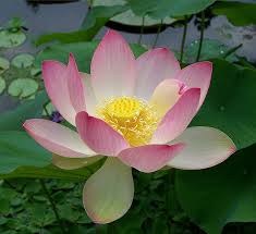 Image result for lotus flower