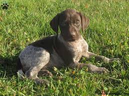 german shorthaired pointer puppies for