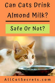 When this happens, the inner flesh of the almonds is immersed into the water, turning it almond milk, on the other hand, is free from hormones and common proteins that cause allergies. Can Cats Drink Almond Milk Or Is It A Forbidden Treat Cancatseat Almondmilkforcats Catcare Cat Drinking Milk For Cats Cats