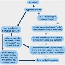 Endocrine System Hormone Flow Chart Admirable What Is Stress