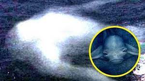 10 Mysterious Underwater Creatures Caught On Camera - YouTube