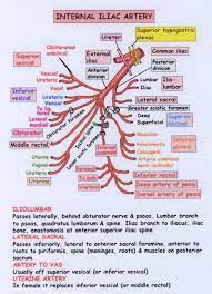 We did not find results for: Internal Iliac Artery Anatomy Anatomy Drawing Diagram