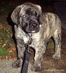 We sell puppies only to loving families. American Mastiff Dog Breed Pictures 2