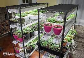 How To Grow An Indoor Survival Garden