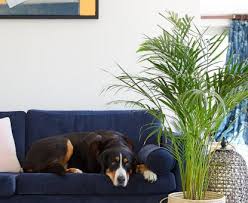 Dogs Safe With Non Toxic Indoor Plants