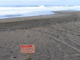 San Francisco Surfers Take Cleaning Ocean Beach Into Their
