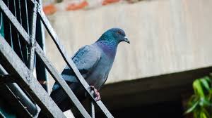 How To Keep Pigeons Off Your Balcony