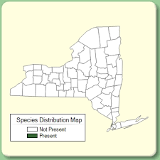Centaurea aspera - Species Page - NYFA: New York Flora Atlas