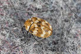 carpet beetle sos save our sweaters