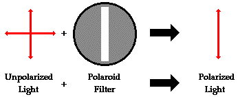 physics tutorial polarization