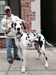 Great Dane Size And Growth Chart Great Dane
