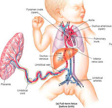 Umbilical Cord Blood Gases Normal Values Babymed Com