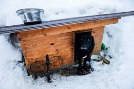 How To Heat A Dog House 8 Great