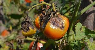 late blight of tomatoes