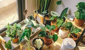 The Most Stronger Toxic Indoor Plants