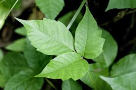 how to get rid of poison ivy without