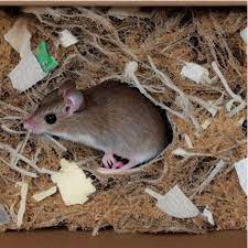 How To Get Rid Of Mice In Your House