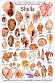 Shell Identification Chart Yahoo Image Search Results