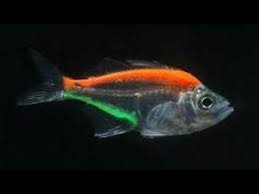 Видео painted glass fish