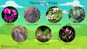 75 Vine Plants Flowering Climbing