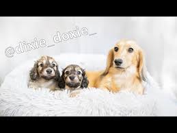 shaded cream dachshund puppies
