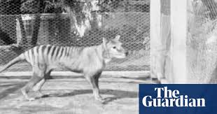 Recent sightings of the thylacine or tasmanian tiger. Wildlife Expert Pours Cold Water On Claims Tasmanian Tiger Family Spotted Tasmania The Guardian