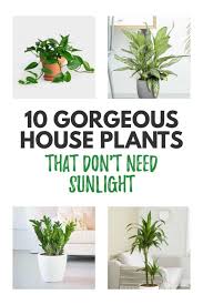 Indoor Plants That Don T Need Sunlight
