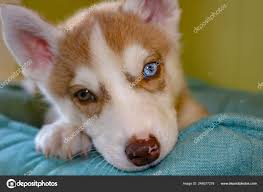 blue e siberian husky puppy head 8