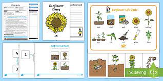 Plant one seed per pot, 1.5cm deep. Planting Sunflowers Eyfs Adult Input Plan And Resource Pack