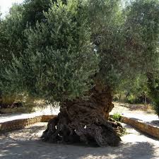 one of the oldest olive trees in the