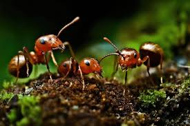 ants weed their fungus gardens