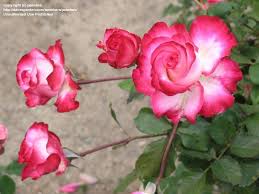 Hybrid Tea Rose Gardens